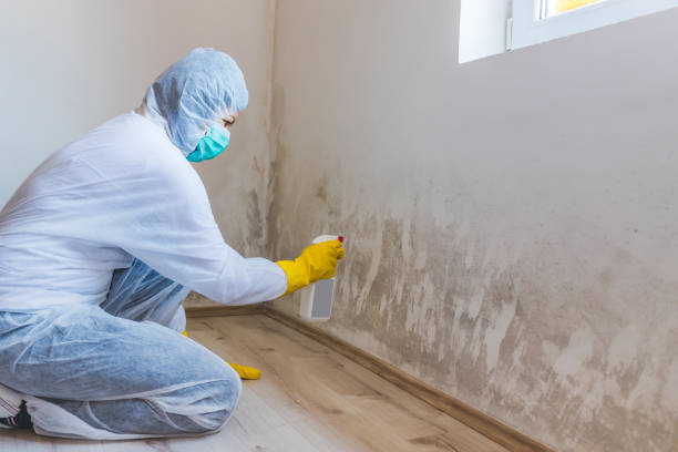 Licensed Basement Mold Remediation service in Lawnside, NJ - Car Mold Remediation