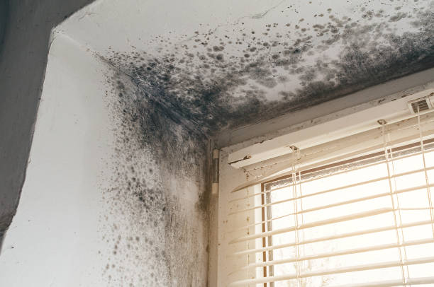 Affordable Basement Mold Remediation solutions in Lawnside, NJ